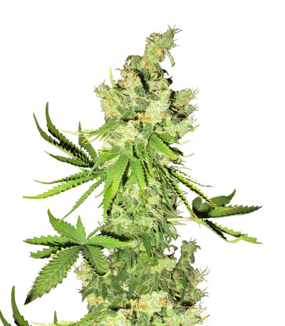 Lemon OG fem (AlphaFem Seeds) семена конопли