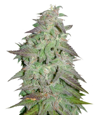 Maroc fem (Female Seeds) семена конопли