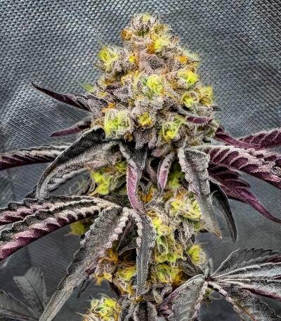 Marshmallow OG fem (Compound Genetics) семена конопли