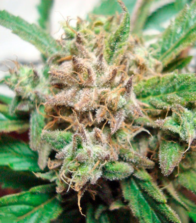 Original Berry fem (Kannabia Seed Company) семена конопли