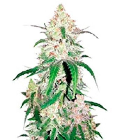 Special Lime Haze fem семена конопли