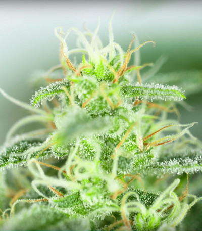 Sour Diesel Autoflowering fem (Dinafem Seeds) семена конопли