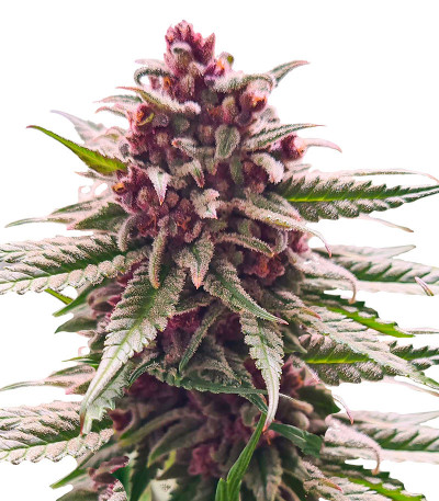 Still Bubba fem (AlphaFem Seeds) семена конопли