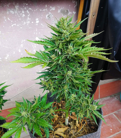 Tangie'matic auto fem семена конопли