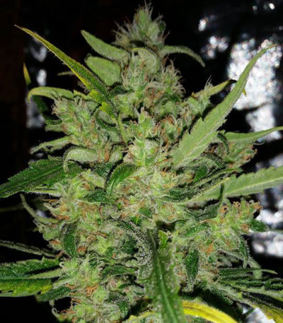 Cinderella's fem (Sumo Seeds) семена конопли