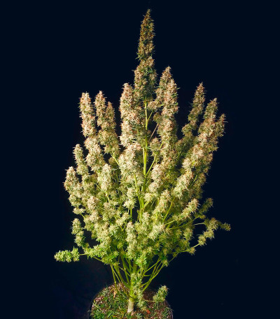 Totally Alpha OG Auto fem (AlphaFem Seeds) семена конопли