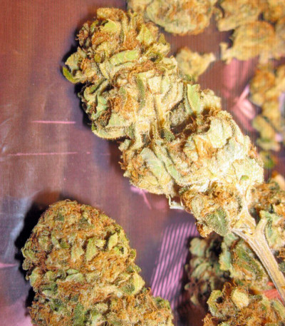 Trainwreck fem (Humboldt Seeds) семена конопли