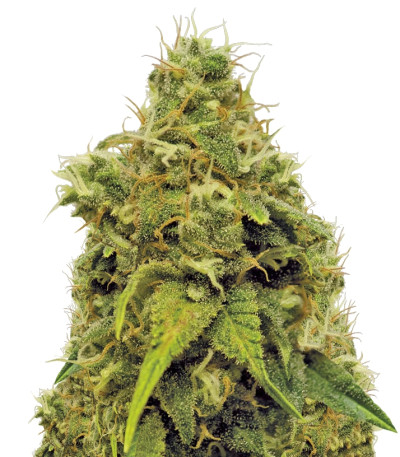 Utopia Haze fem (Barney's Farm) семена конопли