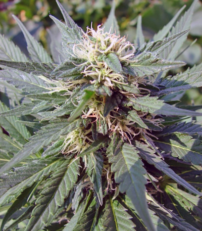 White Berry fem (Paradise Seeds) семена конопли