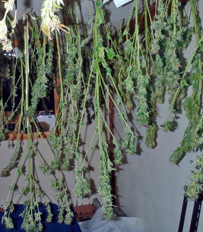 Wonder Woman fem (Nirvana Seeds) семена конопли