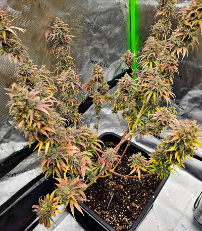 Apple Betty fem (Herbies Seeds) семена конопли