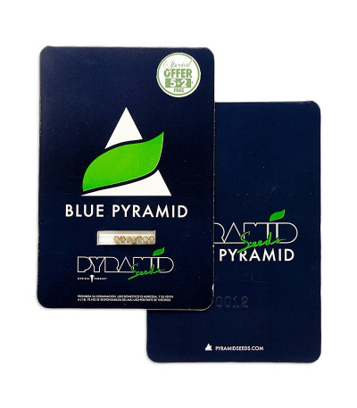 Blue Pyramid fem (Pyramid Seeds) семена конопли