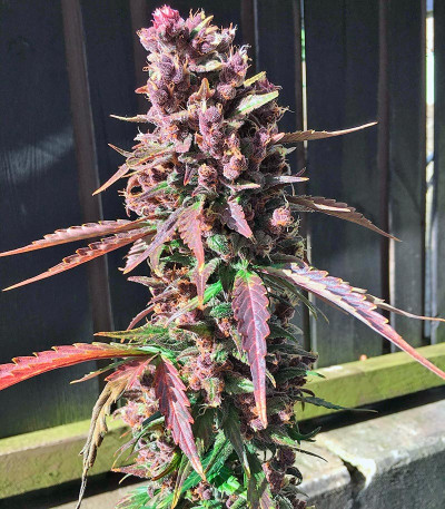 Dark Devil Auto fem (Sweet Seeds) семена конопли