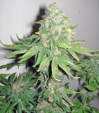 Snow Fruit fem (Sweet Seeds) семена конопли
