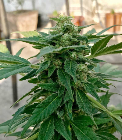 Super Lemon Haze Auto fem (Green House Seeds) семена конопли