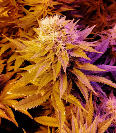 Holy Punch fem (Green House Seeds) семена конопли