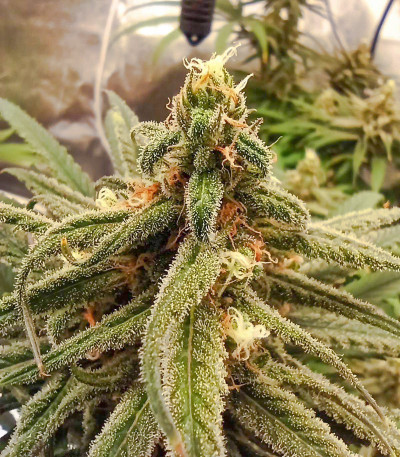 Alpujarrena fem (Pyramid Seeds) семена конопли