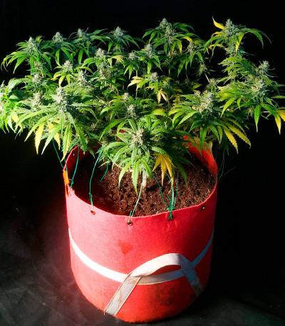 Семена сорта конопли Amnesia Haze