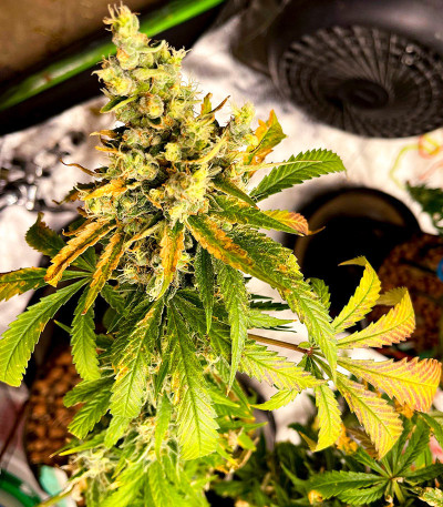 Семена сорта конопли Amnesia Haze