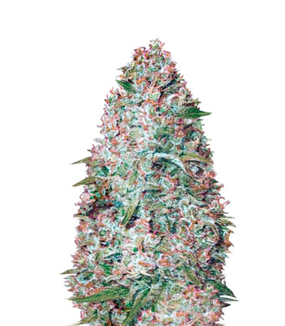 Auto Amnesium fem (Victory Seeds) семена конопли