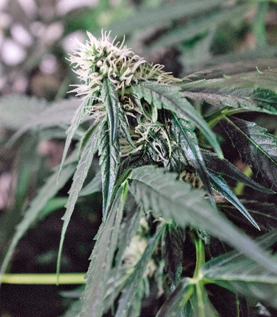 Auto Mazar fem (Dutch Passion) семена конопли