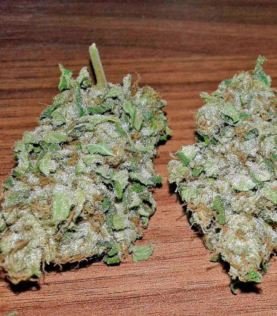 Diesel Glue (BCN Diesel) fem семена конопли