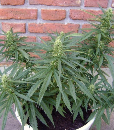 Black Jack F1 Fast Version fem (Sweet Seeds) семена конопли