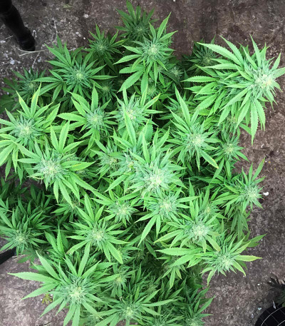 Blue Gelato 41 (Barney's Farm) семена конопли