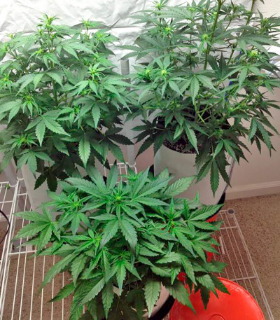 Семена каннабиса Blue Amnesia XXL Autoflowering