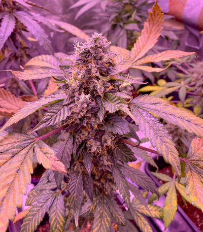 Bubba Slush fem (Green House Seeds) семена конопли