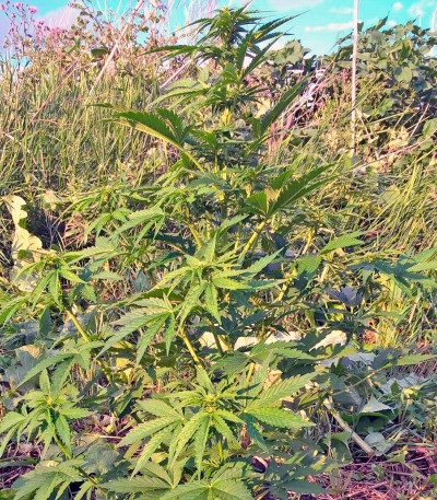 CBD Auto White Widow fem (Dutch Passion) семена конопли