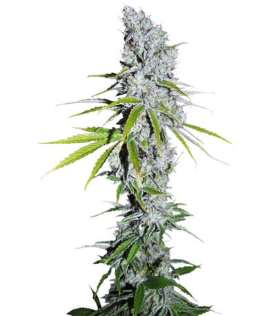 Семена CBD Skunk Haze шишки