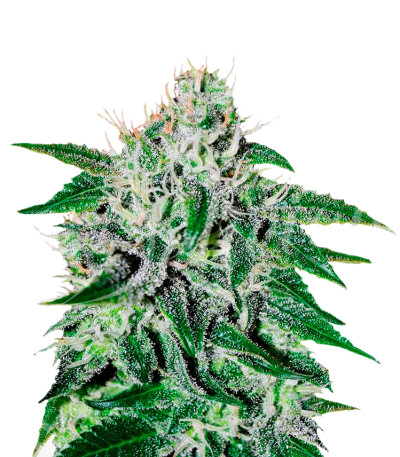 Critical Jack Herer fem (Delicious Seeds) семена конопли