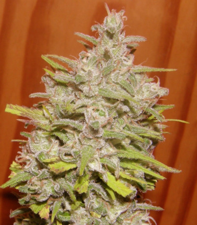 Crystal Candy Auto fem (Sweet Seeds) семена конопли