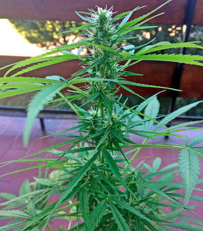 Critical + Autoflowering fem (Dinafem Seeds) семена конопли