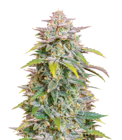 Forbidden Runtz Auto fem (FastBuds) семена конопли