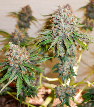 Ice Cream Ghost Train fem семена конопли