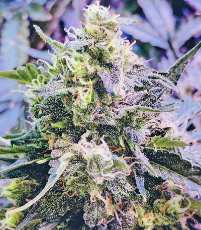 Industrial Plant Autoflowering CBD fem семена конопли