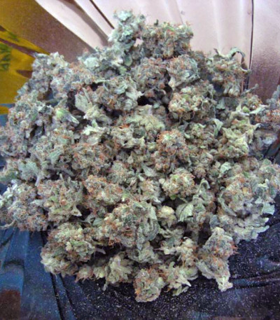 Jacky White fem (Paradise Seeds) семена конопли