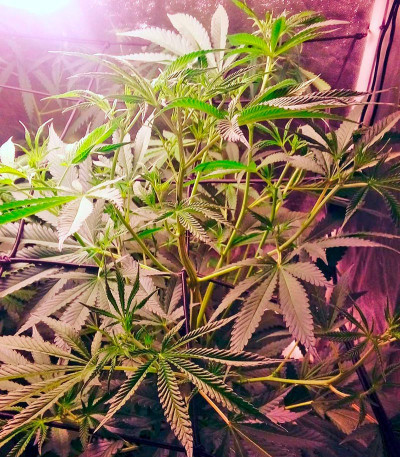 Karamelo (Kreamy Karamel) fem семена конопли