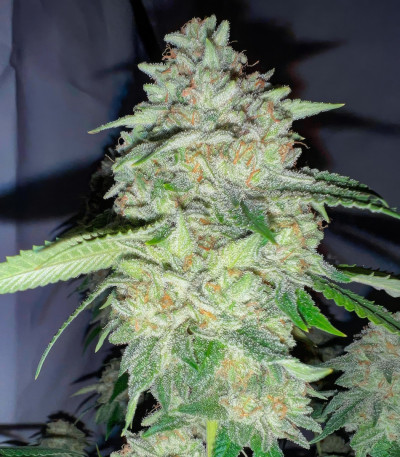 Marshmallow OG fem (Compound Genetics) семена конопли