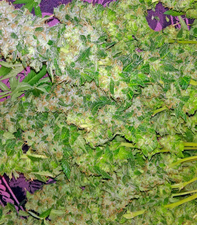 Misty Kush fem семена конопли