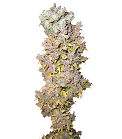 Northern Lights fem (Nirvana Seeds) семена конопли