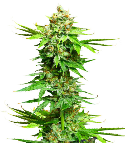 Peanut Butter OGKB fem (Original Sensible Seeds) семена конопли