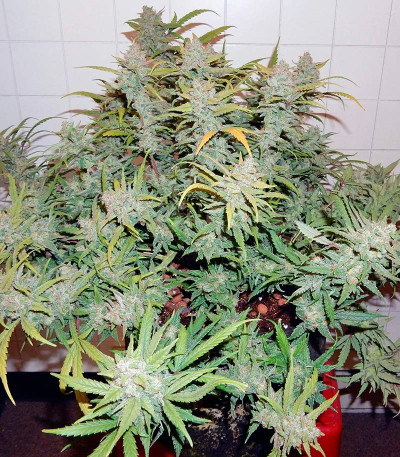 Pineapple Express Auto fem (FastBuds) семена конопли