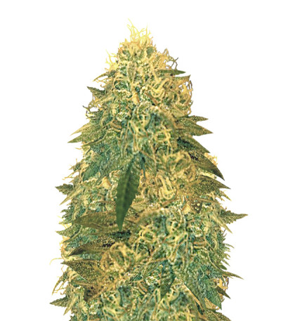 Russian Snow fem (Vision Seeds) семена конопли
