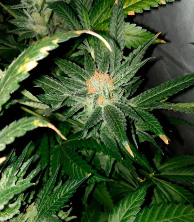 Skunk XL fem (Royal Queen Seeds) семена конопли