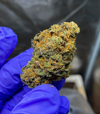 Sour Strawberry fem (Barney's Farm) семена конопли