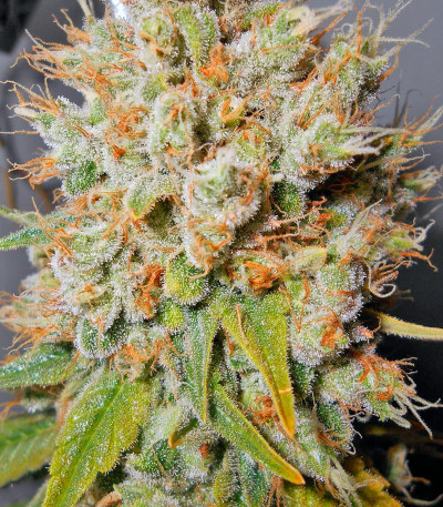 Super Hash fem (Pyramid Seeds) семена конопли