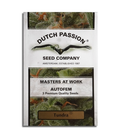 Tundra fem семена конопли